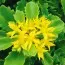 Седум Selskianum фото