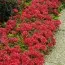 Седум Schorbuser Blut фото