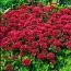 Седум Schorbuser Blut фото