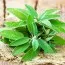 Шалфей Кулинарный фото