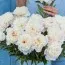 Пионы оптом Shirley Temple (50 шт) фото