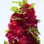 Штокроза Crimson Red фото