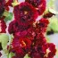 Штокроза Crimson Red фото