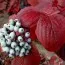 Кизил Siberian Pearles фото