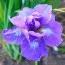 Ирис Siberica Uzushio фото