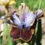 Ирис Sibirica Black Joker фото