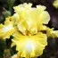Ирис Silk and Honey фото