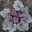 Гейхера Silver Blush фото