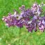 Сирень Marechal Foch фото