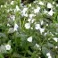Пульмонария Sissinghurst White фото