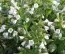 Пульмонария Sissinghurst White фото