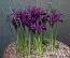 Ирис reticulata Purple Gem фото