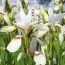 Ирис Sibirica Snow Prince фото
