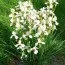 Ирис Sibirica Snow Prince фото