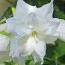 Амариллис Snow White фото