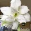 Амариллис Snow White фото