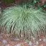 Осока Snowline фото