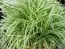 Осока Snowline фото