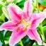 Подарок! Лилия Sorbonne фото