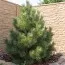 Сосна жёлтая (Орегонская) фото