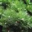 Сосна Обыкновенная фото