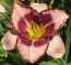 Лилейник Spacecoast Picotee Prince фото