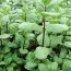 Мята Spanish Spearmint фото