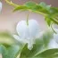 Дицентра Spectabilis Alba фото