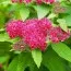 Спирея Dart's Red фото