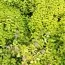 Спирея Golden Carpet фото
