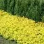 Спирея Golden Carpet фото