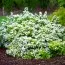 Спирея Halward's Silver фото