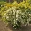 Спирея Gold Fountain фото
