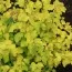 Спирея Gold Fountain фото