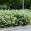 Спирея японская Albiflora фото