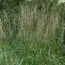 Сподиопогон (седобородник) сибирский фото