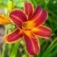 Лилейник EveryDaylily Red Ribs фото