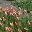 Тюльпан Spring Surprise фото