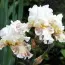Ирис Spring Madnes фото
