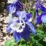 Аквилегия Spring Magic Blue White фото