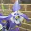 Аквилегия Spring Magic Navy & White фото