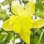 Аквилегия Spring Magic Yellow фото