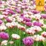Микс ландшафтный Spring Peonies (Брендовые луковицы Jub Holland) фото