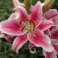 Лилия Star Gazer 25 фото