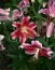 Лилия Star Gazer 25 фото