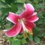 Лилия Star Gazer 25 фото