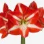Амариллис Stargazer фото