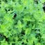 Мята Strawberry Mint фото