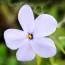 Флокс Stolonifera Blue Ridge фото
