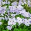 Флокс Stolonifera Blue Ridge фото